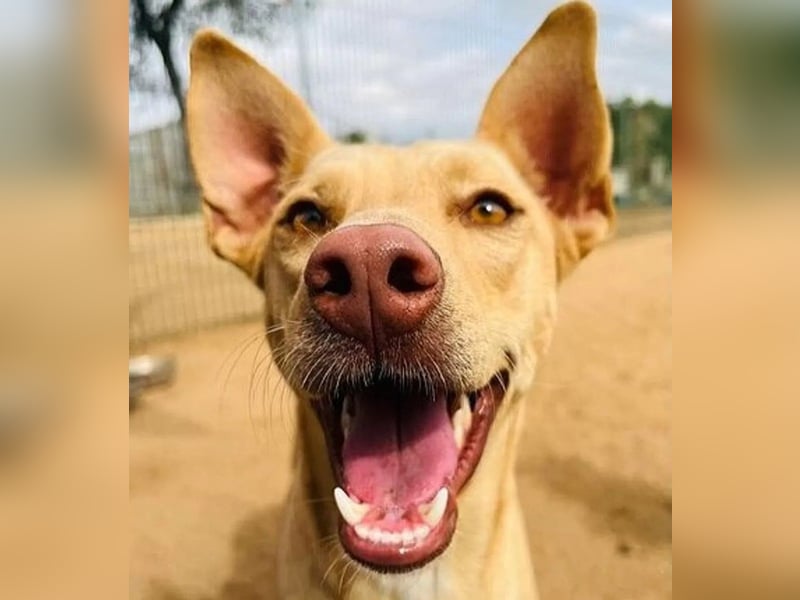 Avi geb. 10/2021 (in Deutschland) - gehorsame, lernwillige und liebe Hündin sucht Familienanschluss!