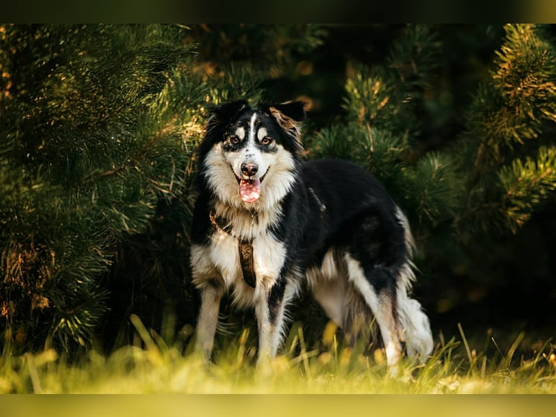 Lustiger Tocki sucht seine Familie