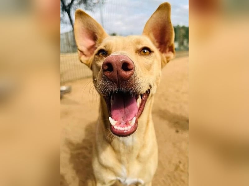 Avi geb. 10/2021 (in Deutschland) - gehorsame, lernwillige und liebe Hündin sucht Familienanschluss!