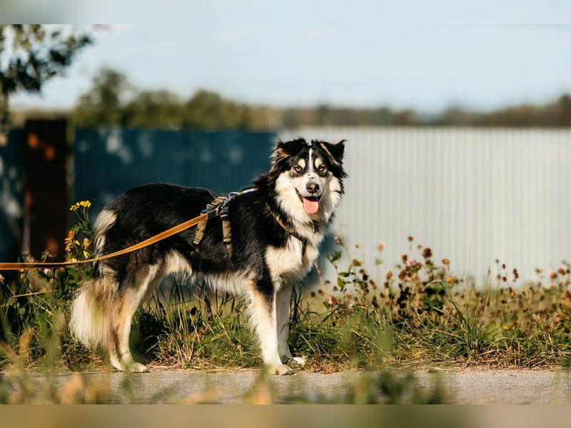 Lustiger Tocki sucht seine Familie