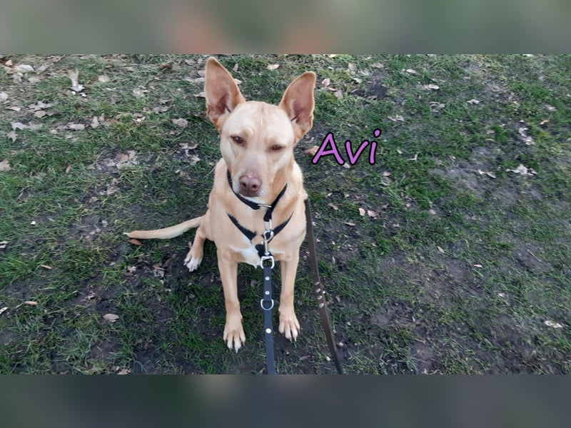 Avi geb. 10/2021 (in Deutschland) - gehorsame, lernwillige und liebe Hündin sucht Familienanschluss!