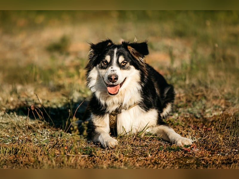 Lustiger Tocki sucht seine Familie