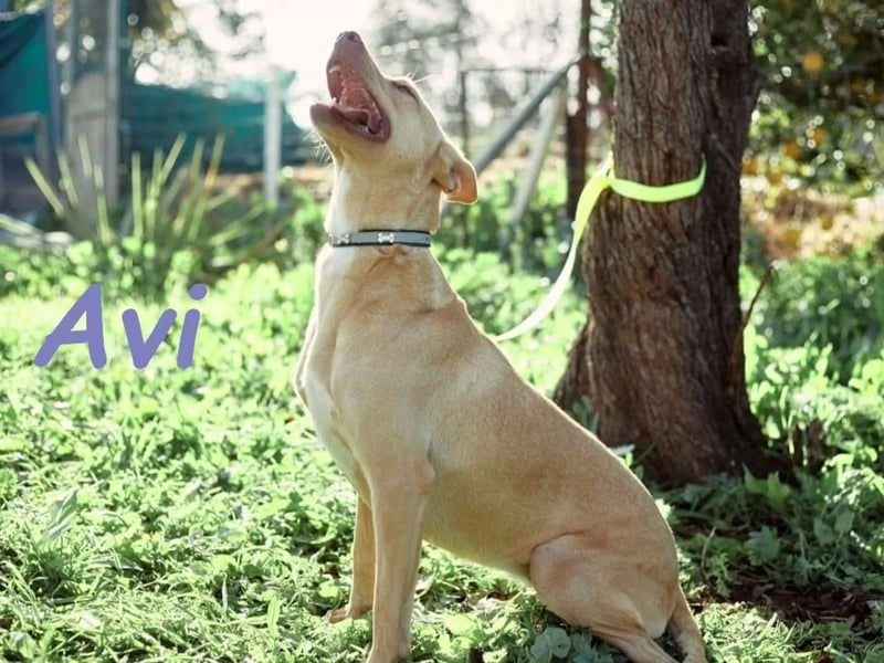 Avi geb. 10/2021 (in Deutschland) - gehorsame, lernwillige und liebe Hündin sucht Familienanschluss!