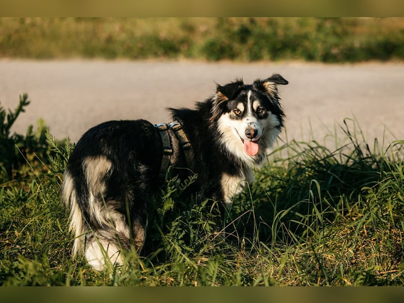 Lustiger Tocki sucht seine Familie
