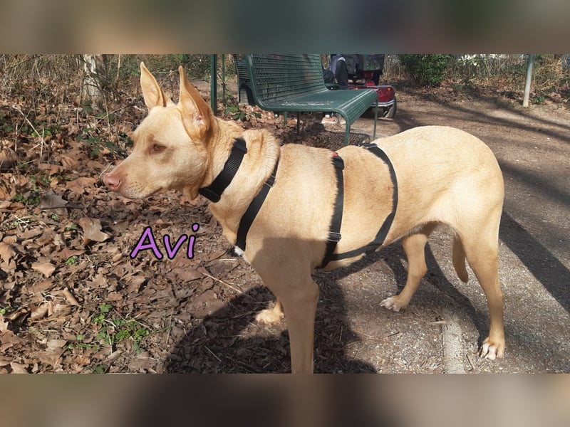 Avi geb. 10/2021 (in Deutschland) - gehorsame, lernwillige und liebe Hündin sucht Familienanschluss!