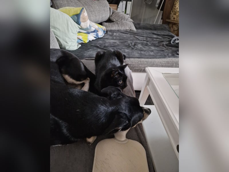 Border Collie–Husky-Mix Rüde (2021) freundlich & aktiv, verschiedene Augenfarben