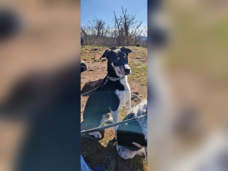 Border Collie–Husky-Mix Rüde (2021) freundlich & aktiv, verschiedene Augenfarben