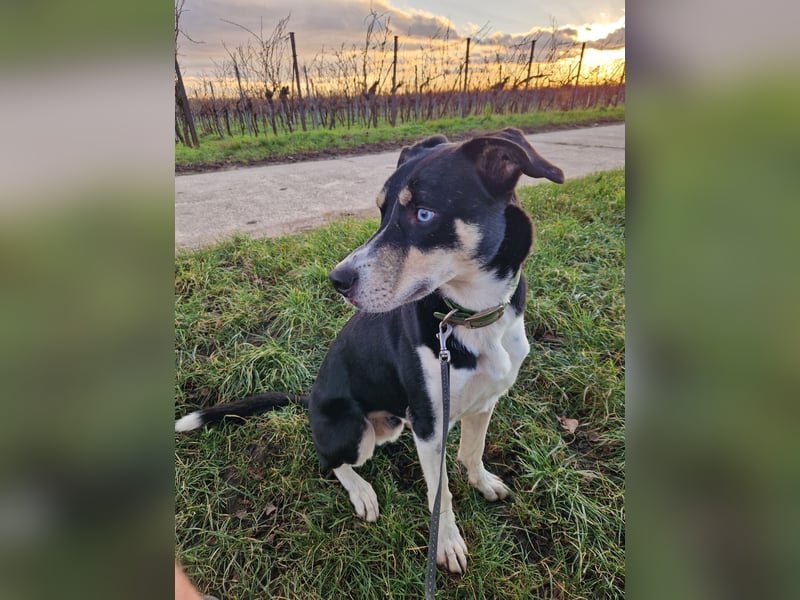 Border Collie–Husky-Mix Rüde (2021) freundlich & aktiv, verschiedene Augenfarben