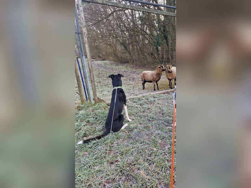 Border Collie–Husky-Mix Rüde (2021) freundlich & aktiv, verschiedene Augenfarben