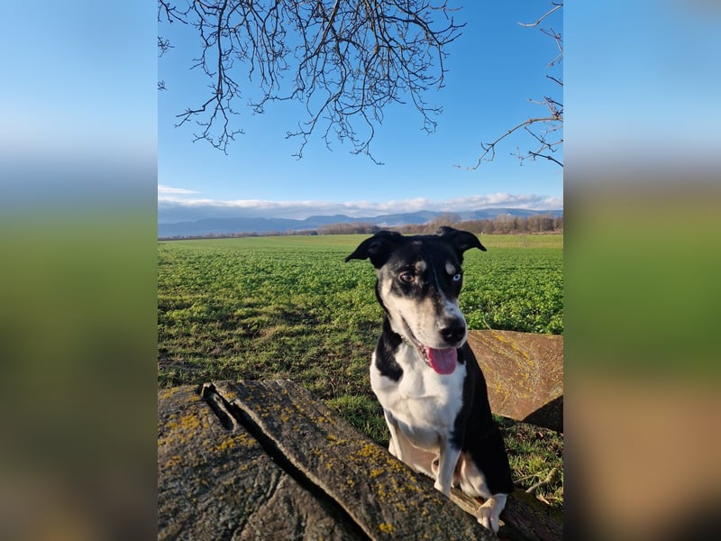 Border Collie–Husky-Mix Rüde (2021) freundlich & aktiv, verschiedene Augenfarben