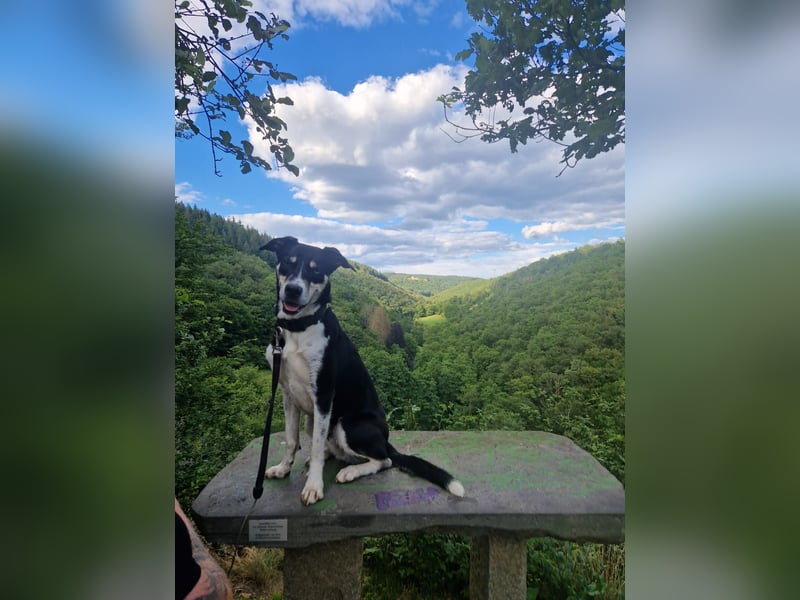 Border Collie–Husky-Mix Rüde (2021) freundlich & aktiv, verschiedene Augenfarben