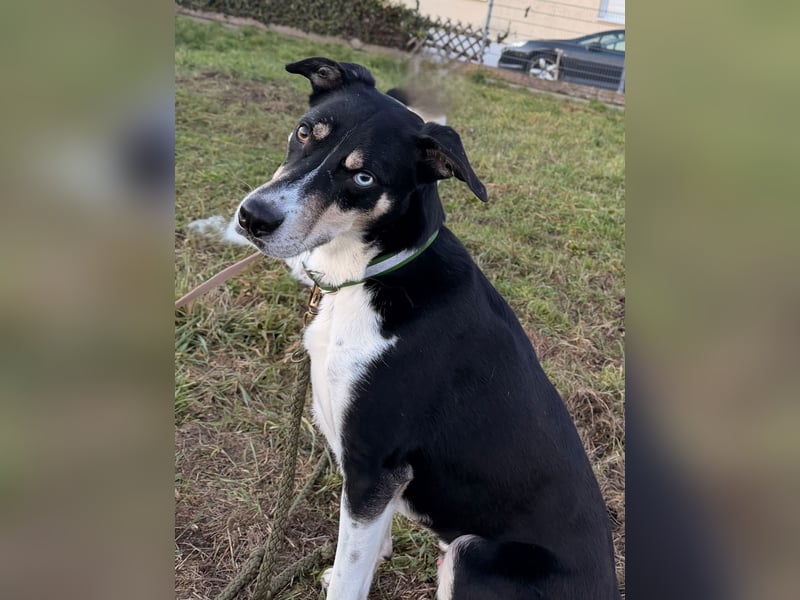 Border Collie–Husky-Mix Rüde (2021) freundlich & aktiv, verschiedene Augenfarben