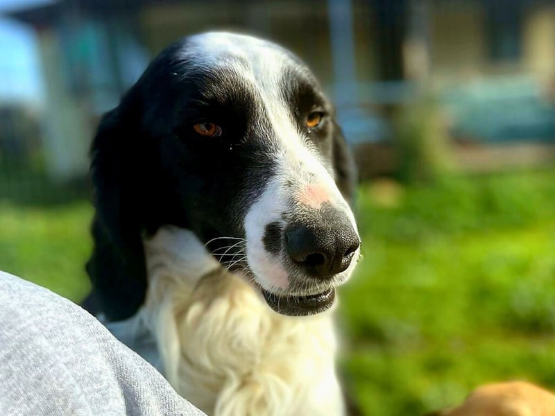 Carlo - ist reserviert