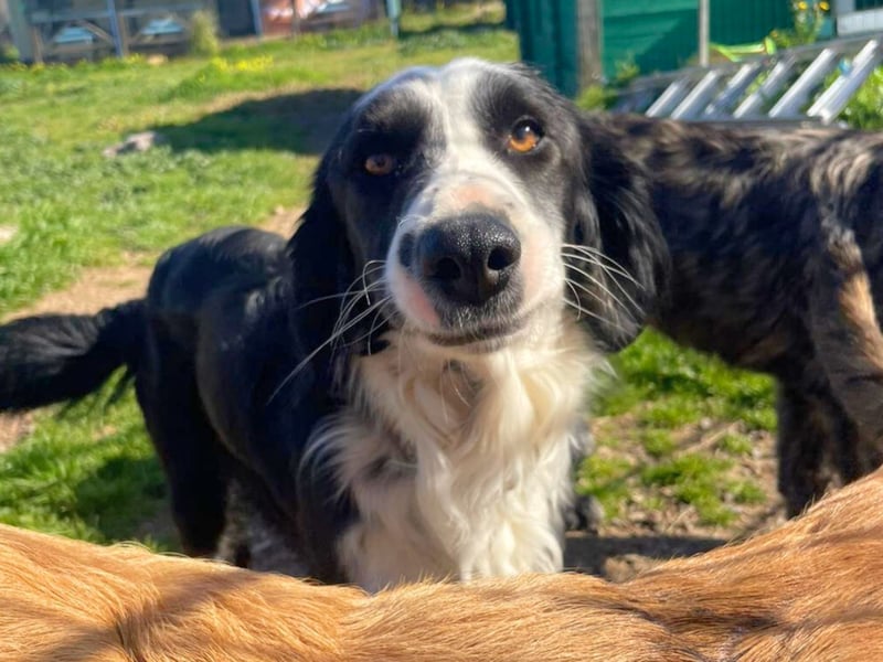 Carlo - ist reserviert