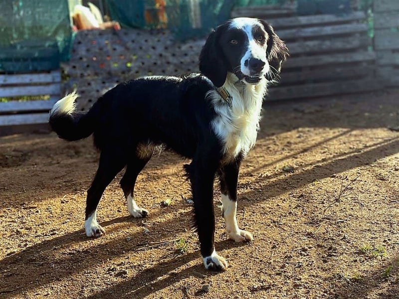 Carlo - ist reserviert