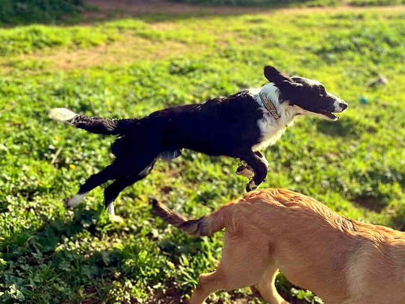 Carlo - ist reserviert