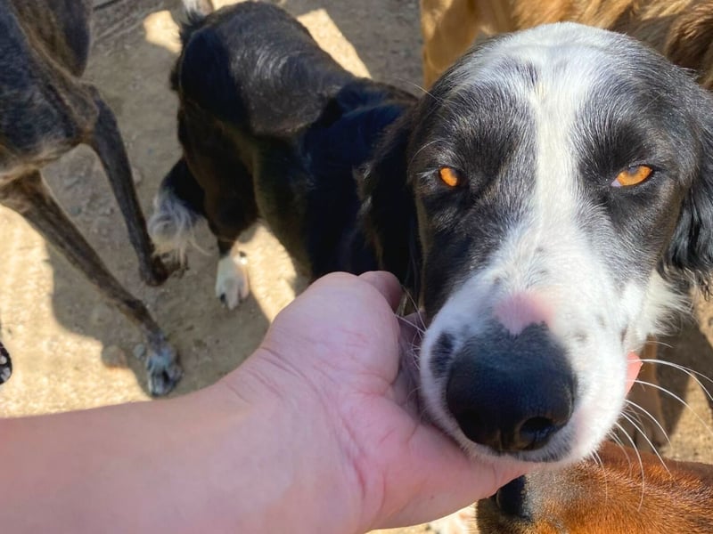 Carlo - ist reserviert