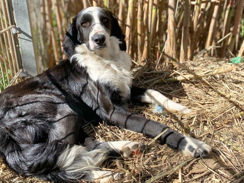 Carlo - ist reserviert