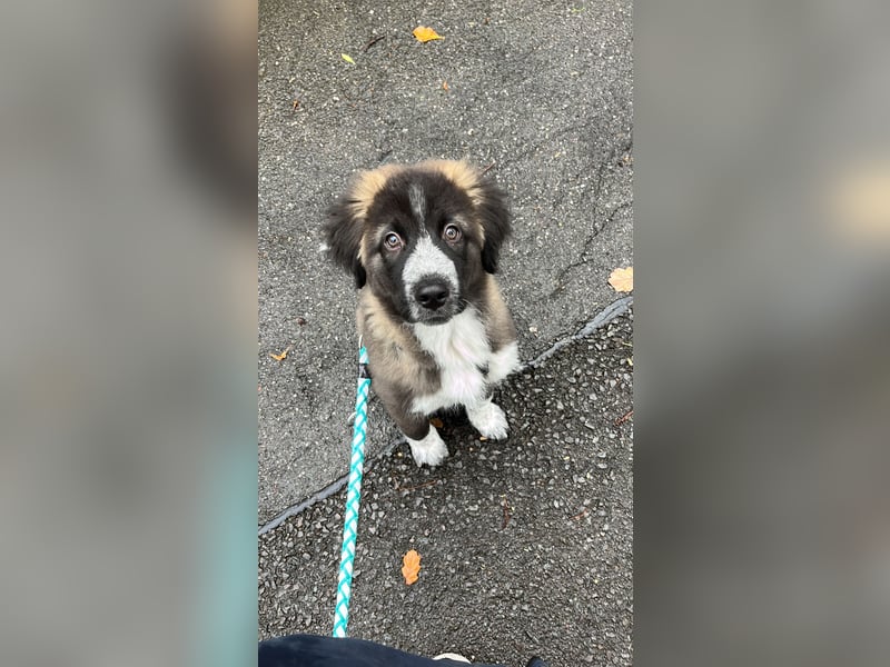 Border Collie Mischling
