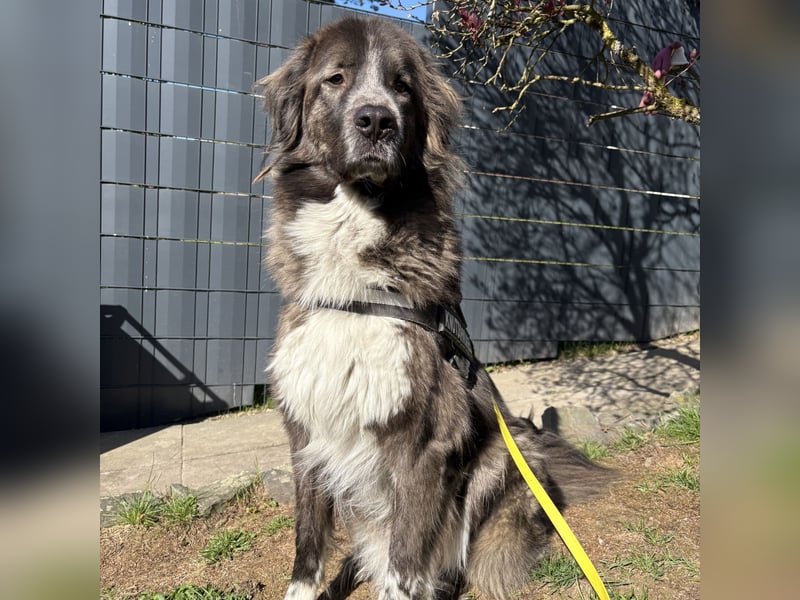Border Collie Mischling