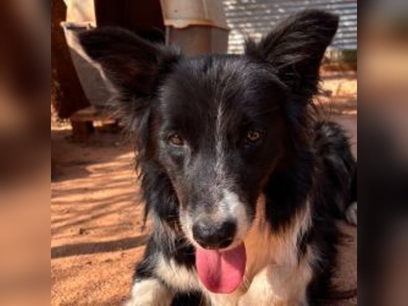 Stelios - Border-Collie mit Herz
