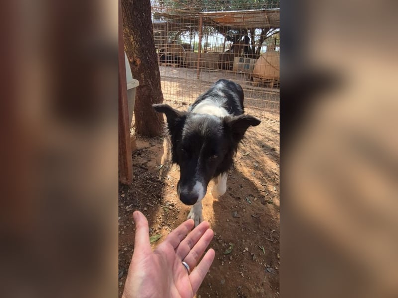 Stelios - Border-Collie mit Herz