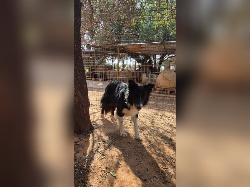 Stelios - Border-Collie mit Herz