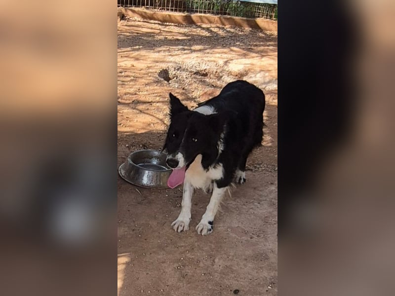 Stelios - Border-Collie mit Herz