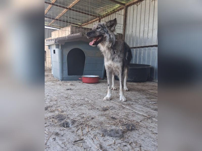 Simba - möchte vertrauen Simba - möchte vertrauen