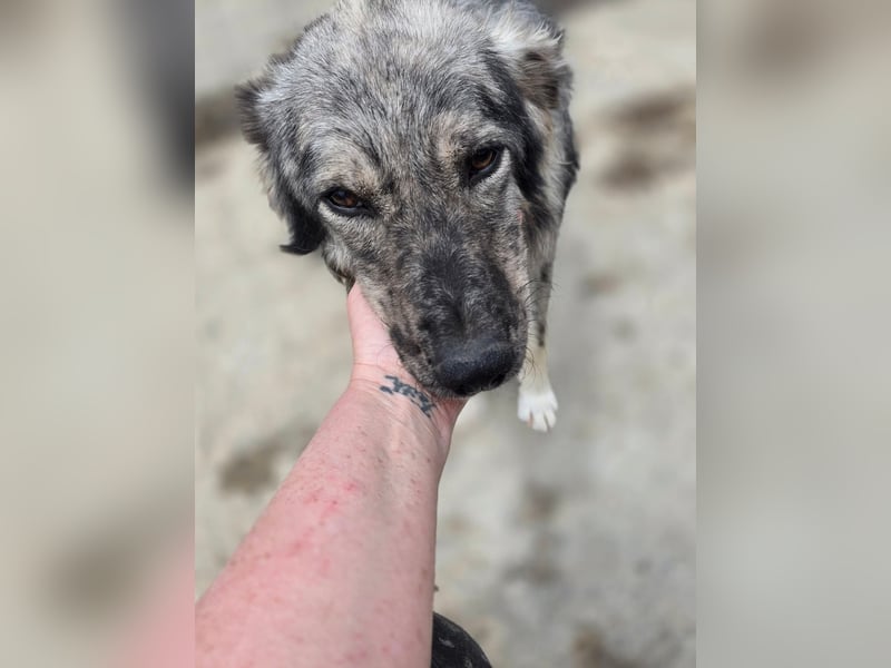 Simba - möchte vertrauen Simba - möchte vertrauen