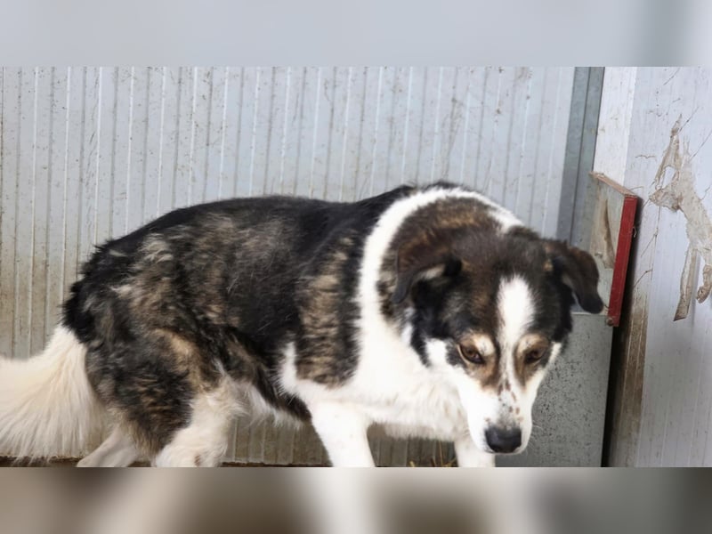 Sam - litt Hunger und Kälte