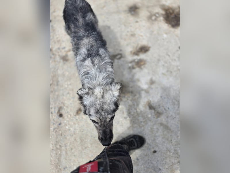 Simba - möchte vertrauen Simba - möchte vertrauen