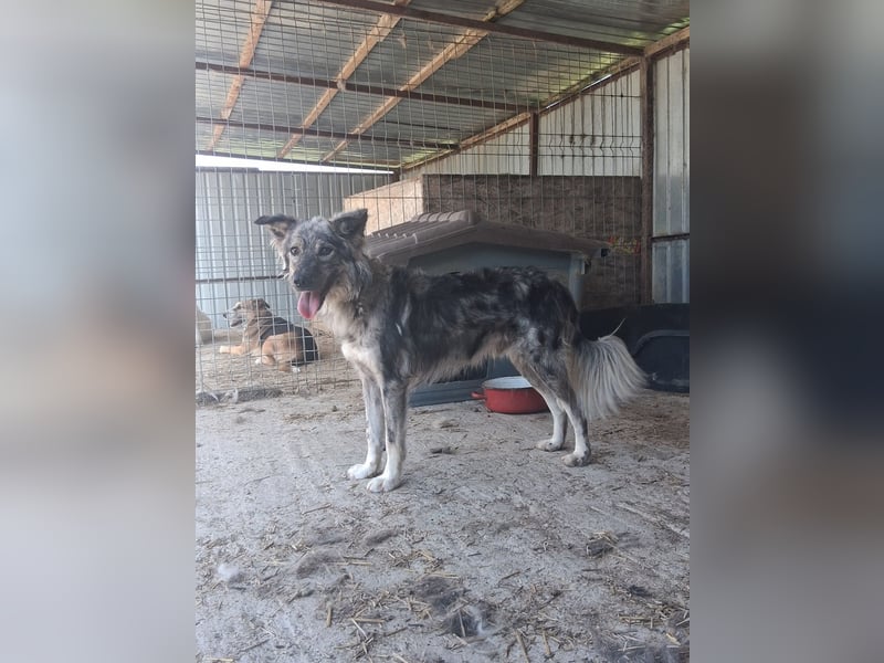 Simba - möchte vertrauen Simba - möchte vertrauen