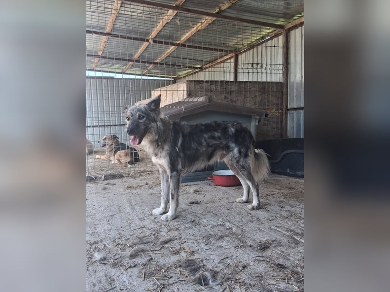 Simba - möchte vertrauen Simba - möchte vertrauen