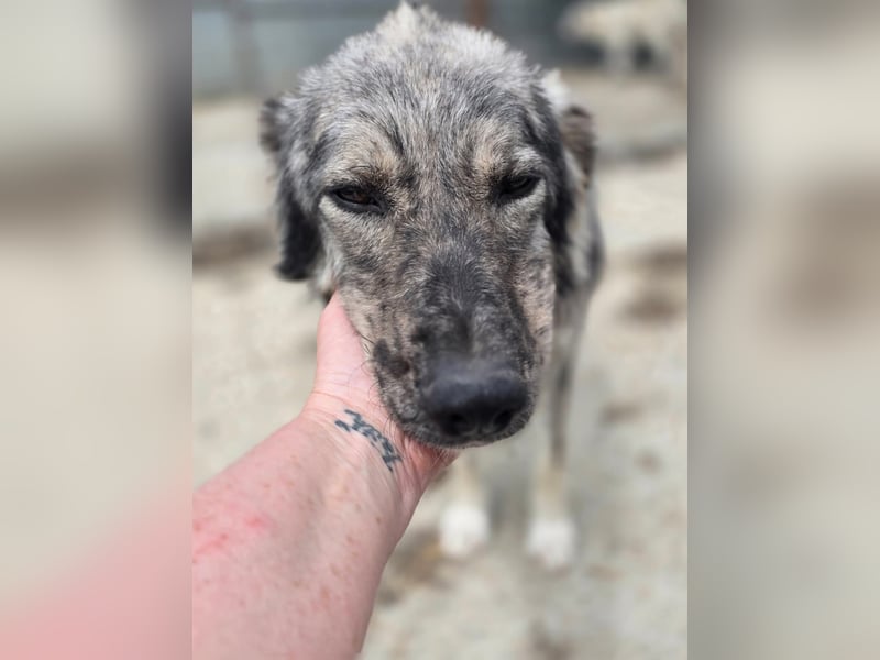 Simba - möchte vertrauen Simba - möchte vertrauen