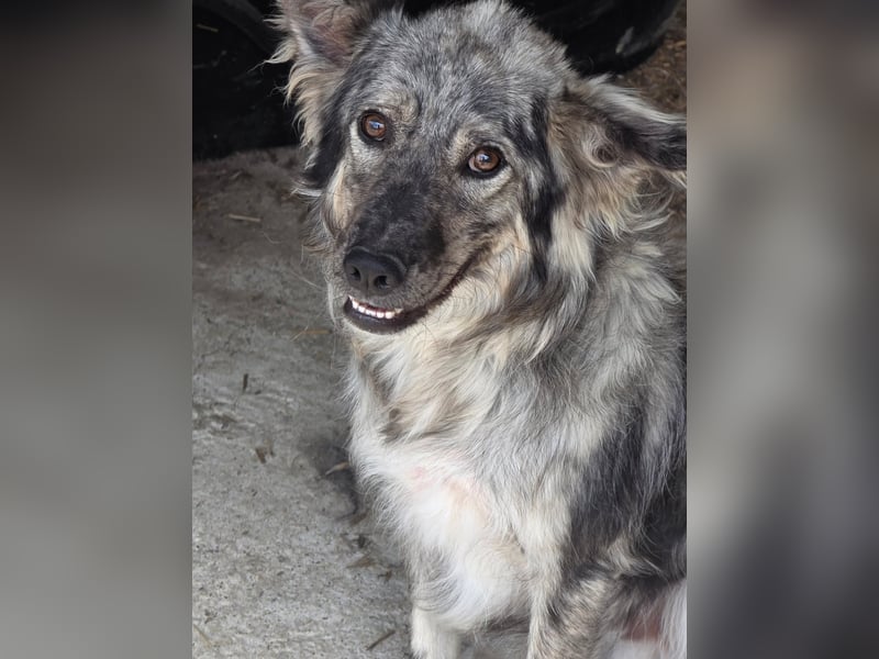 Simba - möchte vertrauen Simba - möchte vertrauen