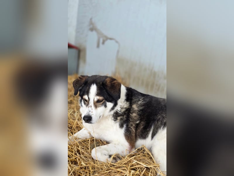 Sam - litt Hunger und Kälte