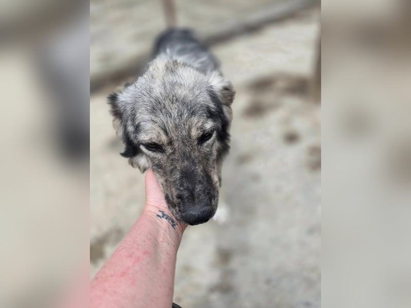 Simba - möchte vertrauen Simba - möchte vertrauen