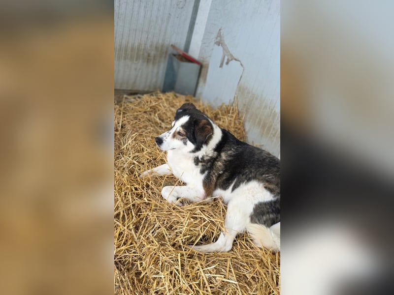 Sam - litt Hunger und Kälte