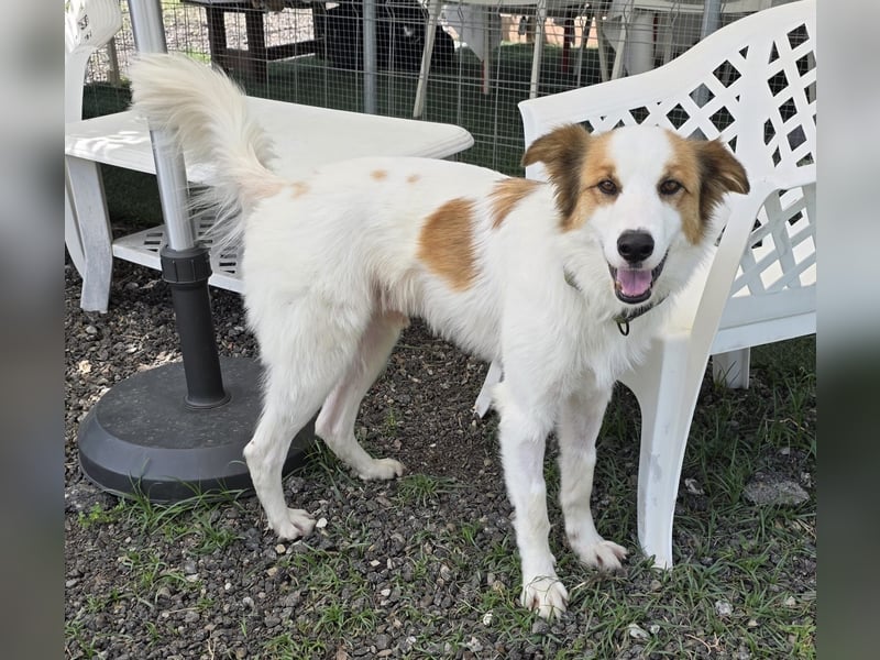 Logan - kluger Herzenshund sucht seine Menschen