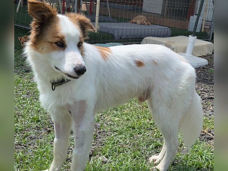 Logan - kluger Herzenshund sucht seine Menschen