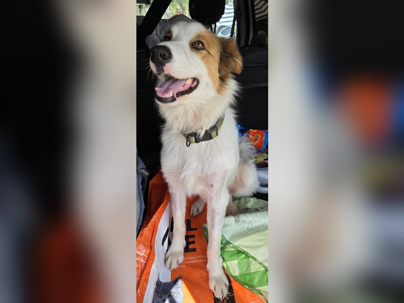 Logan - kluger Herzenshund sucht seine Menschen