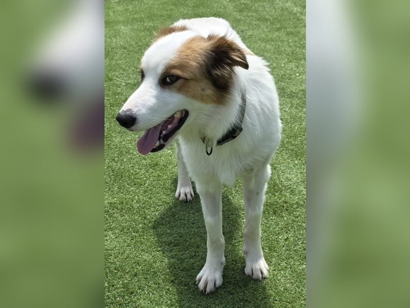 Logan - kluger Herzenshund sucht seine Menschen