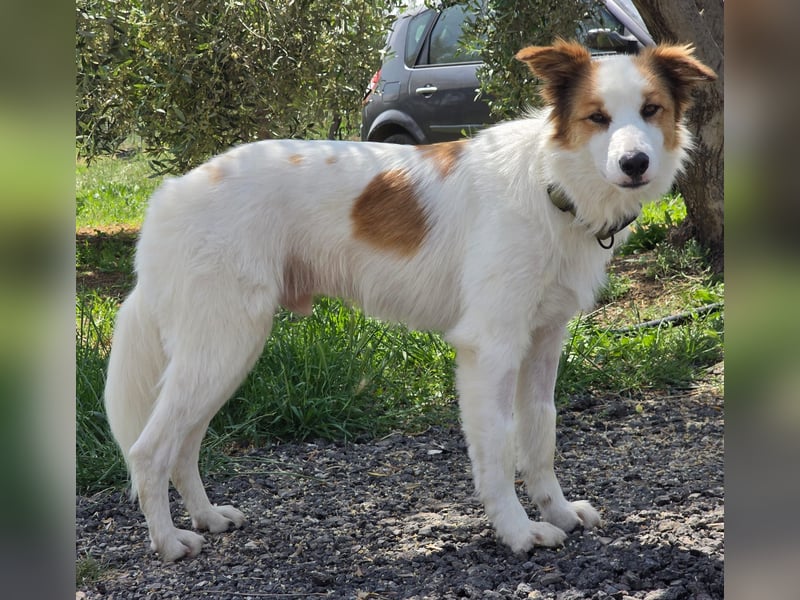 Logan - kluger Herzenshund sucht seine Menschen