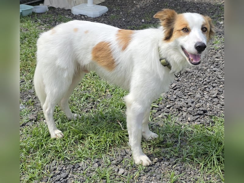 Logan - kluger Herzenshund sucht seine Menschen