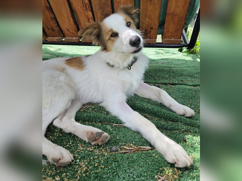 Logan - kluger Herzenshund sucht seine Menschen