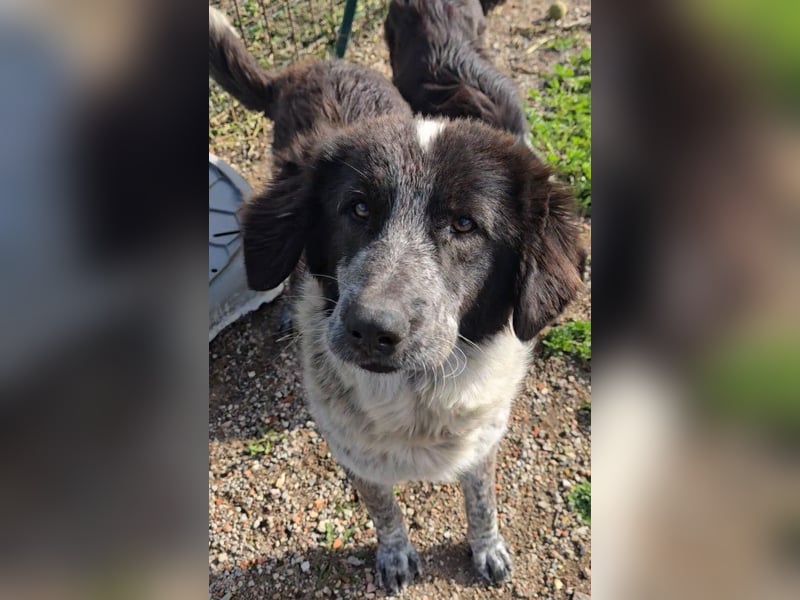 Tiziano: Körbchen gesucht um schmerzfrei zu sein