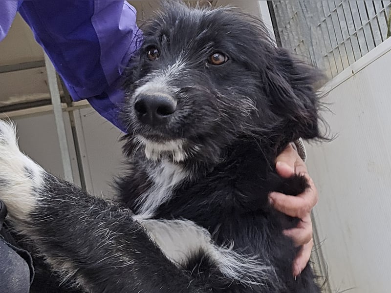Pumba: ein Schatz mit Kuschelbedürfnis