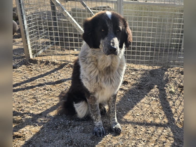 Tiziano: Körbchen gesucht um schmerzfrei zu sein