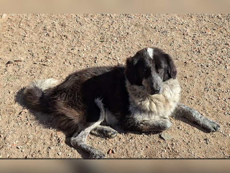 Tiziano: Körbchen gesucht um schmerzfrei zu sein